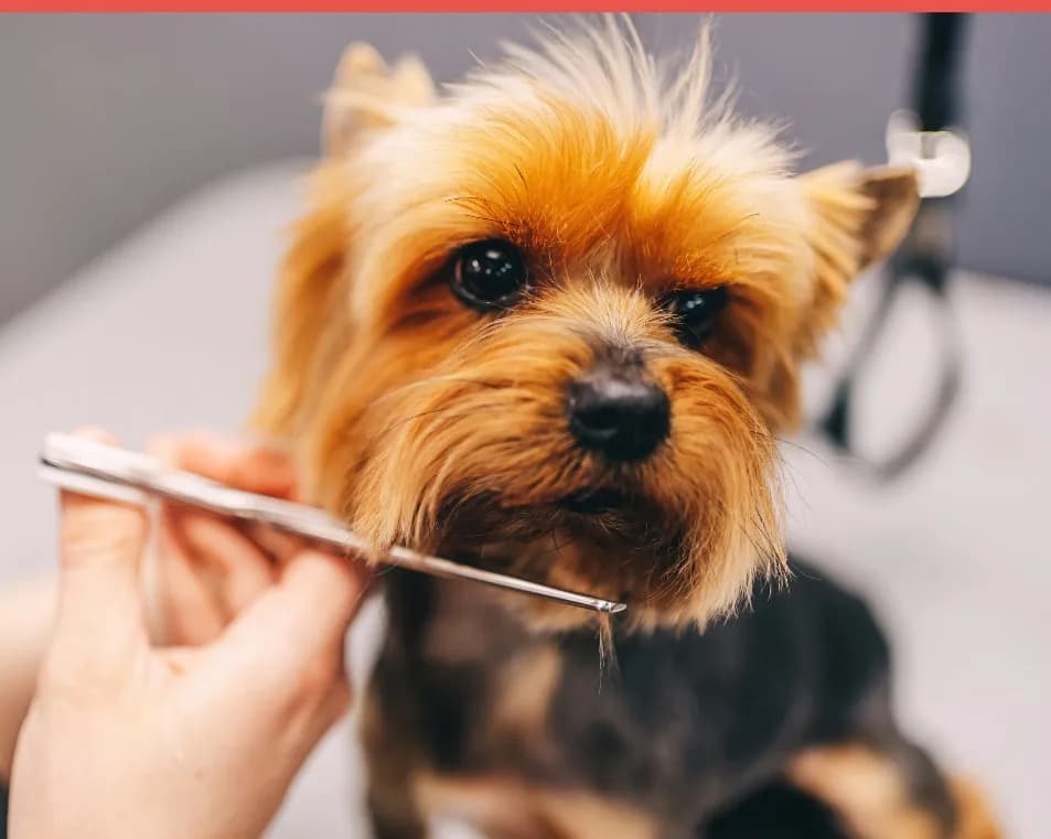 Mascastus Pet — Animaux à Uccle — photo 4