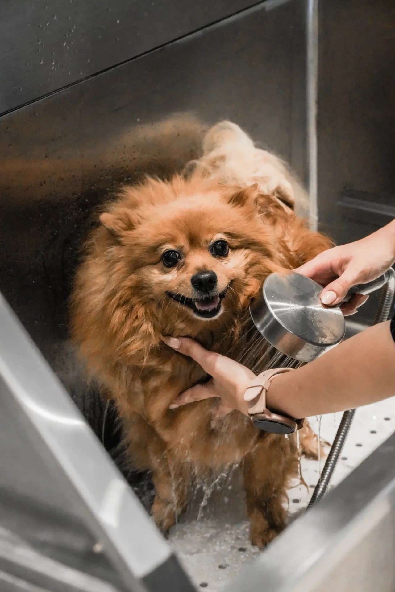 WAMI Grooming Uccle — Animaux à Uccle